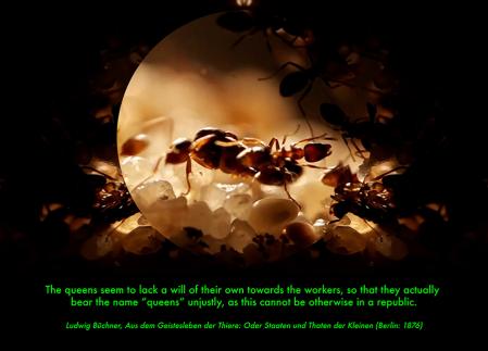 Malte Uchtmann, ANThology: Debug-  ging the Cultural History of Ants, 2024  © Malte Uchtmann, 2024