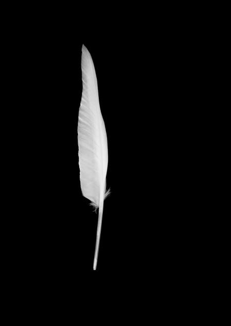 Aimée Portioli | Grand River, Symphony for Endangered Birds, 2025