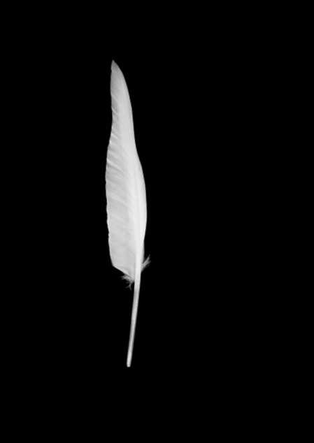 Aimée Portioli | Grand River, Symphony for Endangered Birds, 2025
