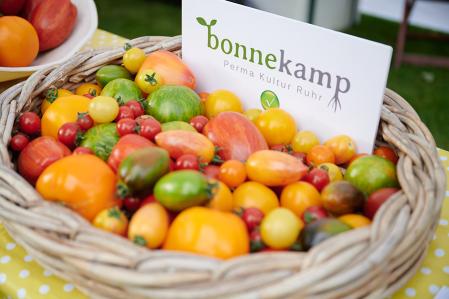 Tomatenernte der Bonnekamp Stiftung