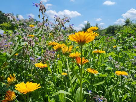 Gelbe Blüten und blauer Himmel © Kerstin Willkomm