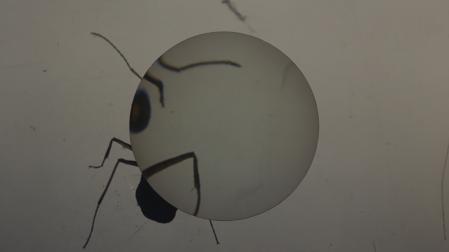 Malte Uchtmann, Videostill aus ANT*HOLOGY: De/Bugging the cultural history of ants, 2025 © Malte Uchtmann