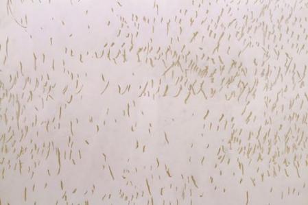 Katharina Hinsberg, Diaspern, 2005 (Detail)