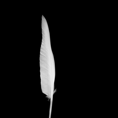 Aimée Portioli | Grand River, Symphony for Endangered Birds, 2025