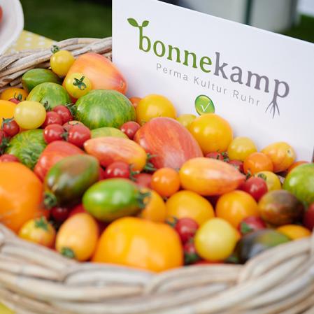Tomatenernte der Bonnekamp Stiftung