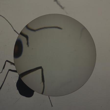 Malte Uchtmann, Videostill aus ANT*HOLOGY: De/Bugging the cultural history of ants, 2025 © Malte Uchtmann