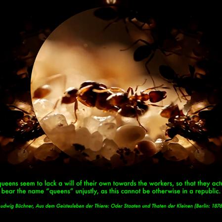 Malte Uchtmann ANThology: Debugging the Cultural History of Ants, 2024, © Malte Uchtmann, 2024 